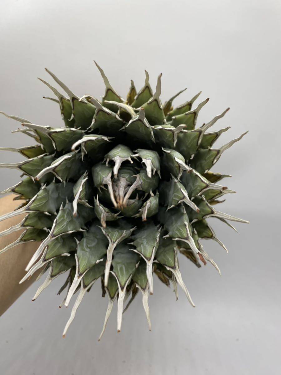 大株美株‼️陽炎 蕾 アガベ エボリスピナ 大株美株‼️陽炎