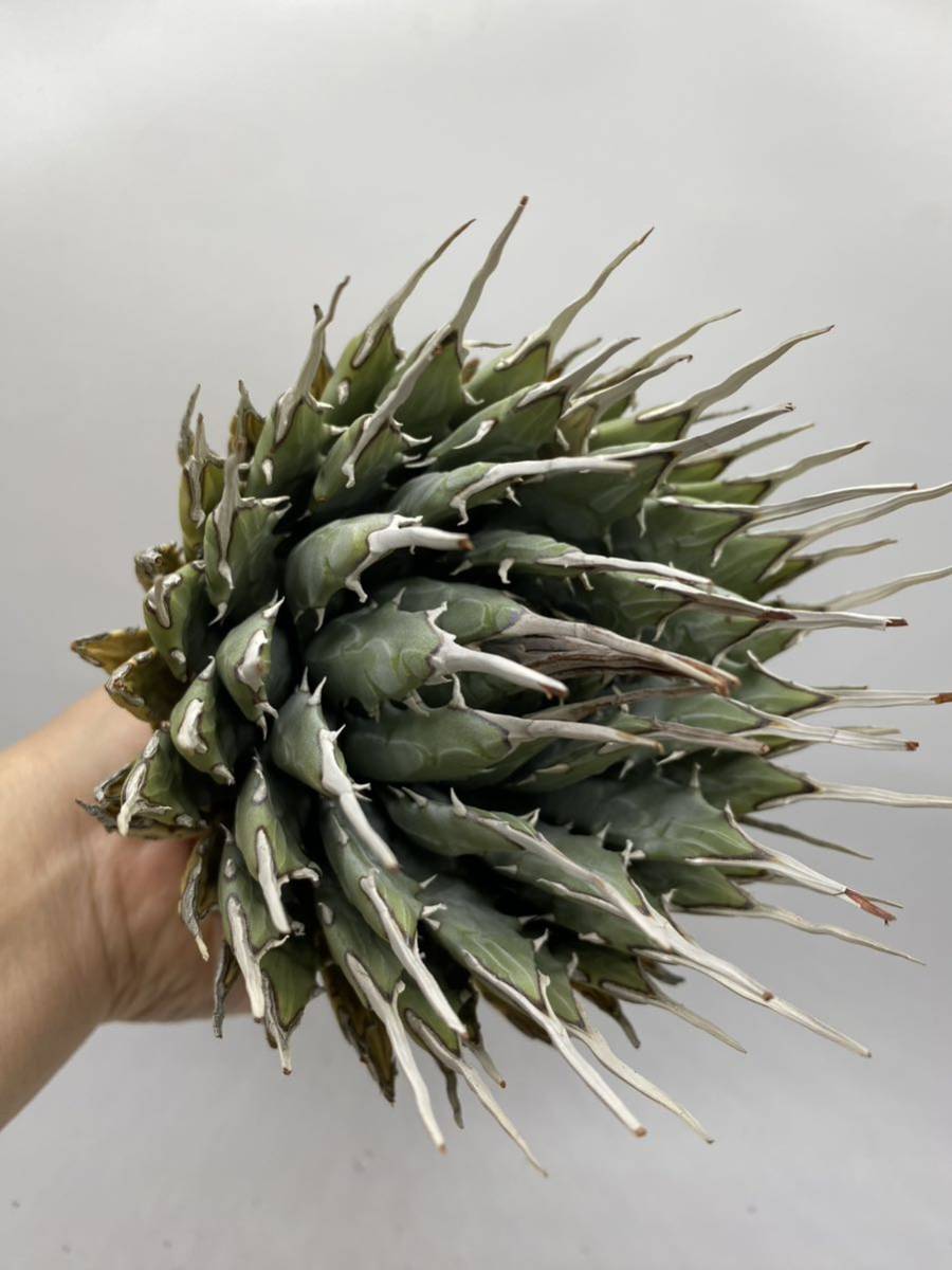 大株美株‼️陽炎 蕾 アガベ エボリスピナ 大株美株‼️陽炎