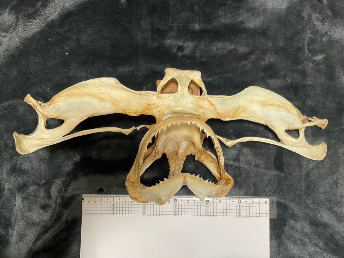 シュモクザメ アゴ 標本 シロシュモクザメ あご 歯 標本 No.a0