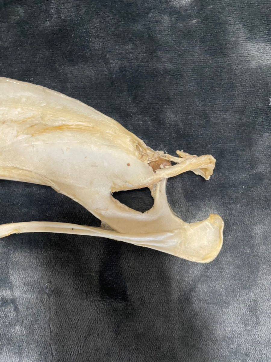 アカシュモクザメ/サメの歯/サメの顎/標本