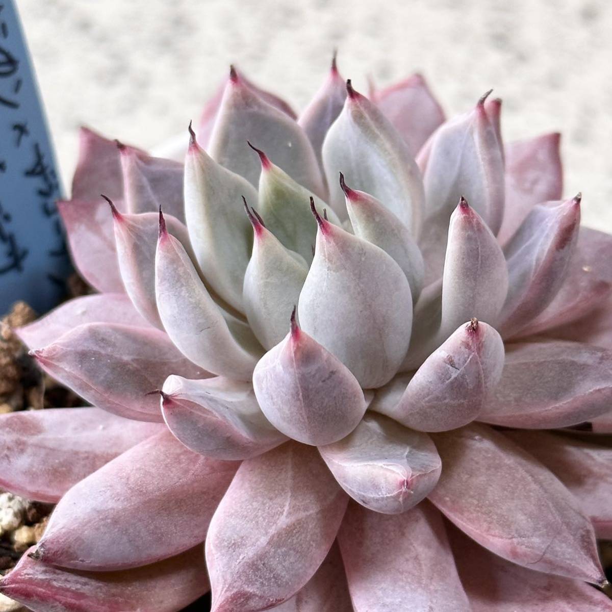 【ポットごと発送】多肉植物　おらいさん苗　青札　交配苗　（メキシカンxザラゴーサ）x黒爪ザラゴーサ　エケベリア　プレステラ90 札付き