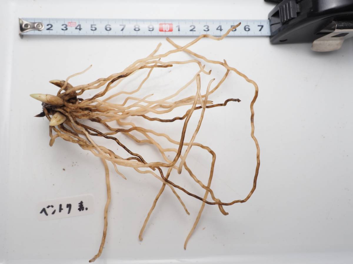 栽培品】アツモリソウ【ベントリコースム 赤系 花1芽+葉2芽株】山野草