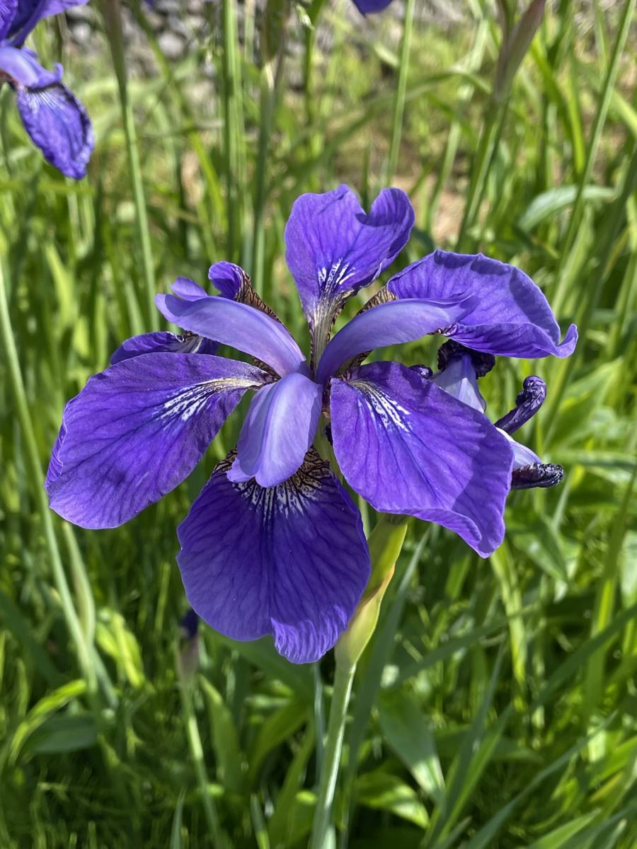 見ごろの植物 アヤメが咲きました（5⁄8更新） 10.5cmポット苗 園芸