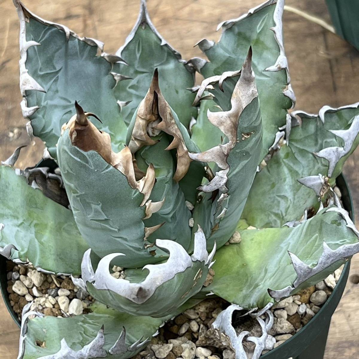 KAS】 Agave Oteroi Mexico / アガベ オテロイ オアハカ 育成株
