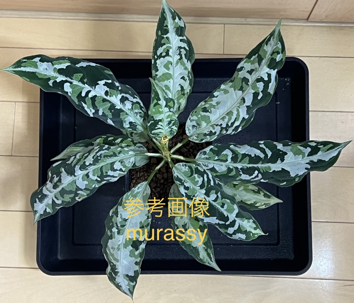Aglaonema pictum tricolor ”柳緑花紅