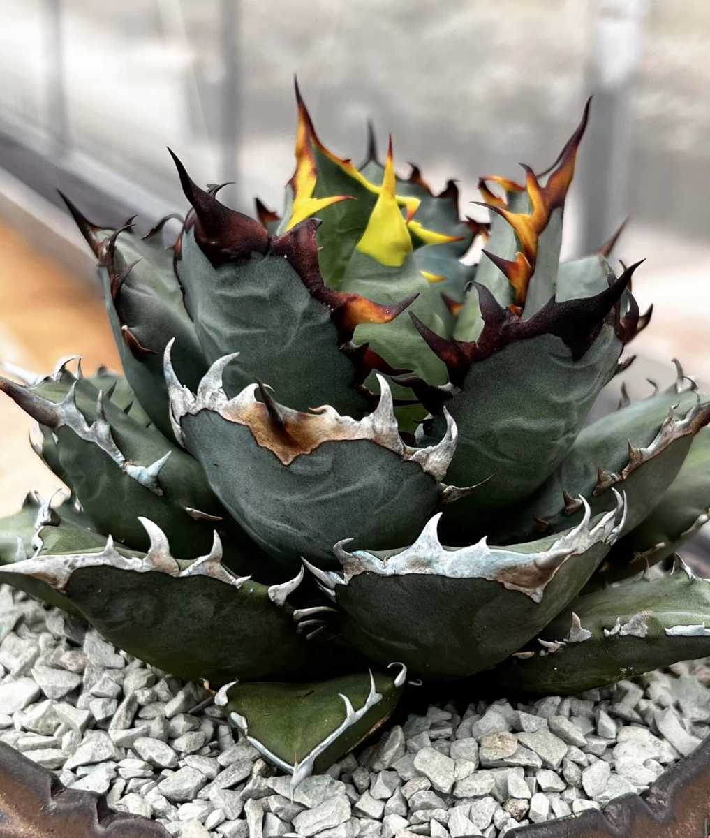 アガベ チタノタ 包心龍 子株 LIZE血統 検)清櫻、皇冠、悪魔くん、海王