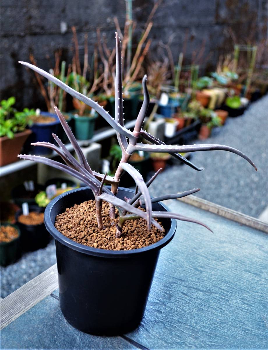 Aloe isaloensis4.()Yahoo!(!)   - aucfan.com