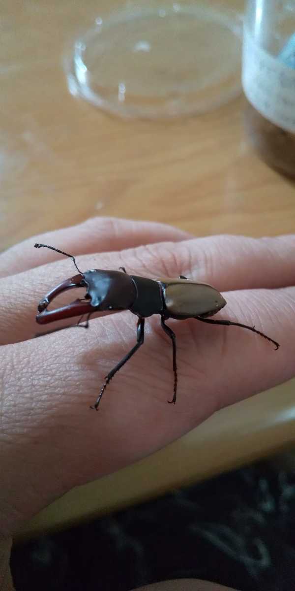 ブケファルスオオズ幼虫3頭 2/28(火)発送限定