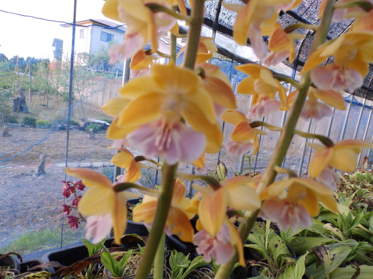 山野草 えびね エビネ NO、40 「黄金櫻」 今春開花予定