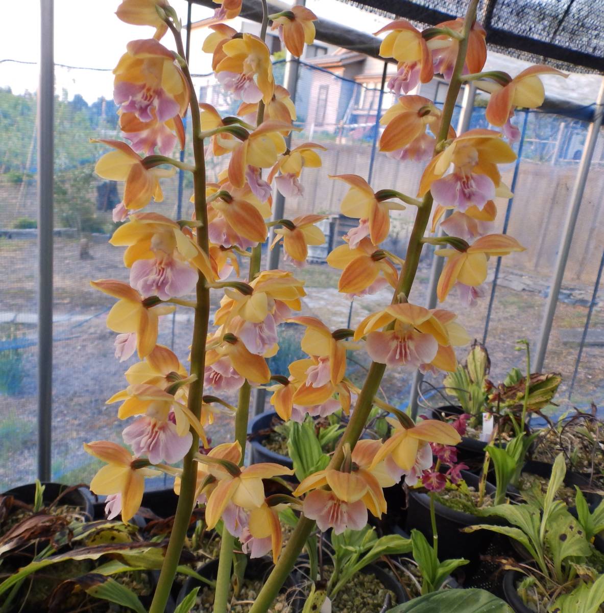 今春開花予定・キエビネ30株 黄エビネ えびね エビネ蘭 山野草 えびね