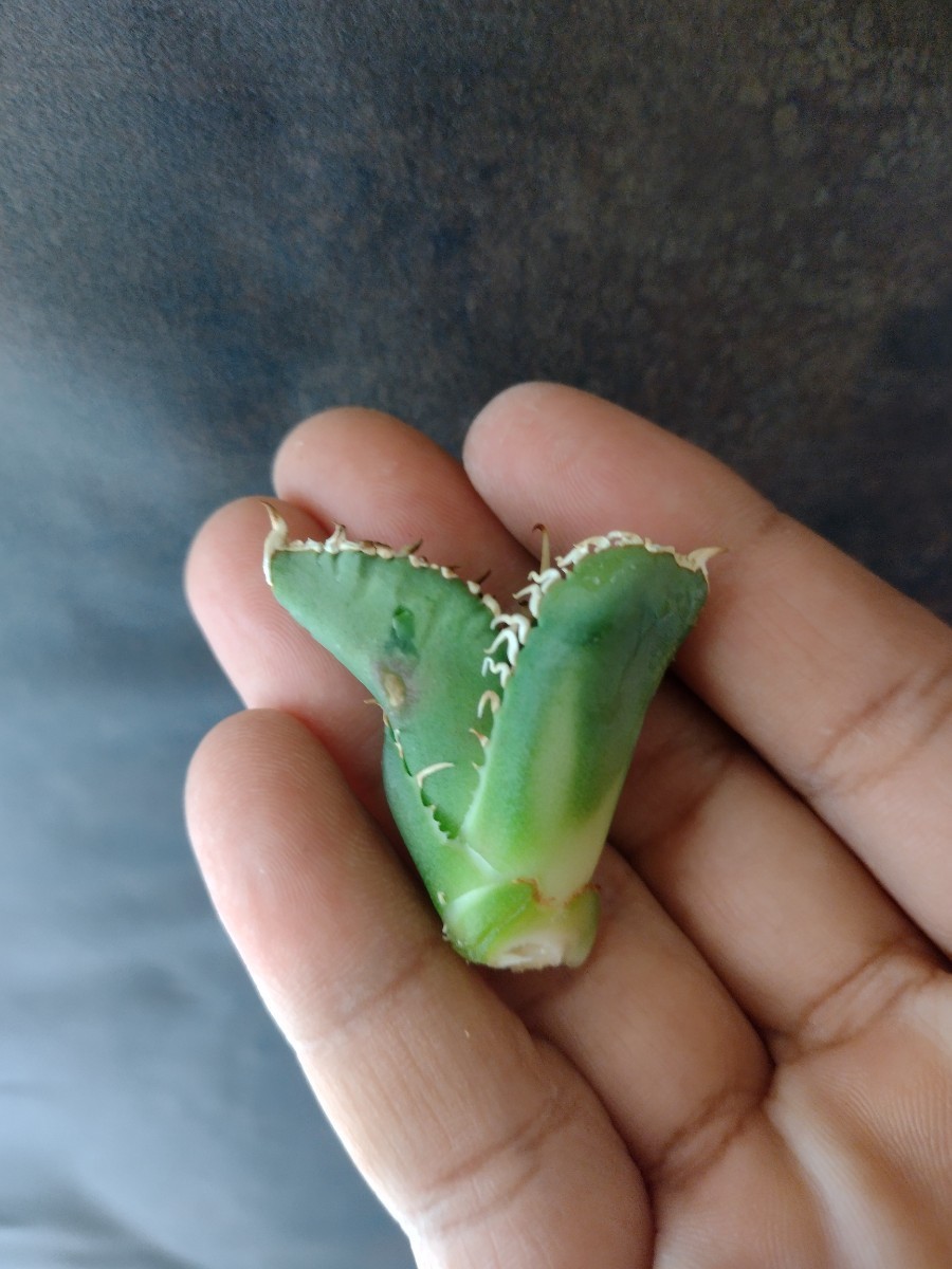 AGAVE TITANOTA 大白鯊】LIZE産 安心サイズ アガベ チタノタ 子株