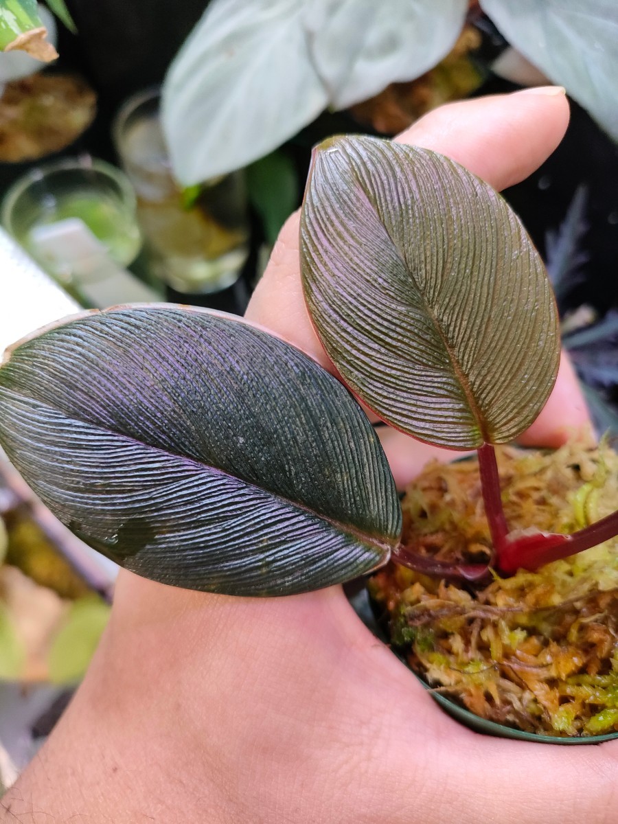 Homalomena sp.'超蛇腹 通常タイプ' ホマロメナ パルダリウム Homalomena sp.'超蛇腹 通常タイプ' ホマロメナ パルダリウム