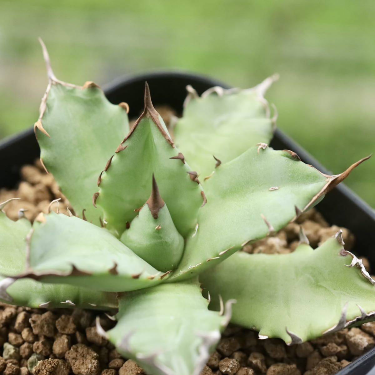 チタノタ アガベ 姫厳竜 titanota Agave | MARU plants 多肉植物