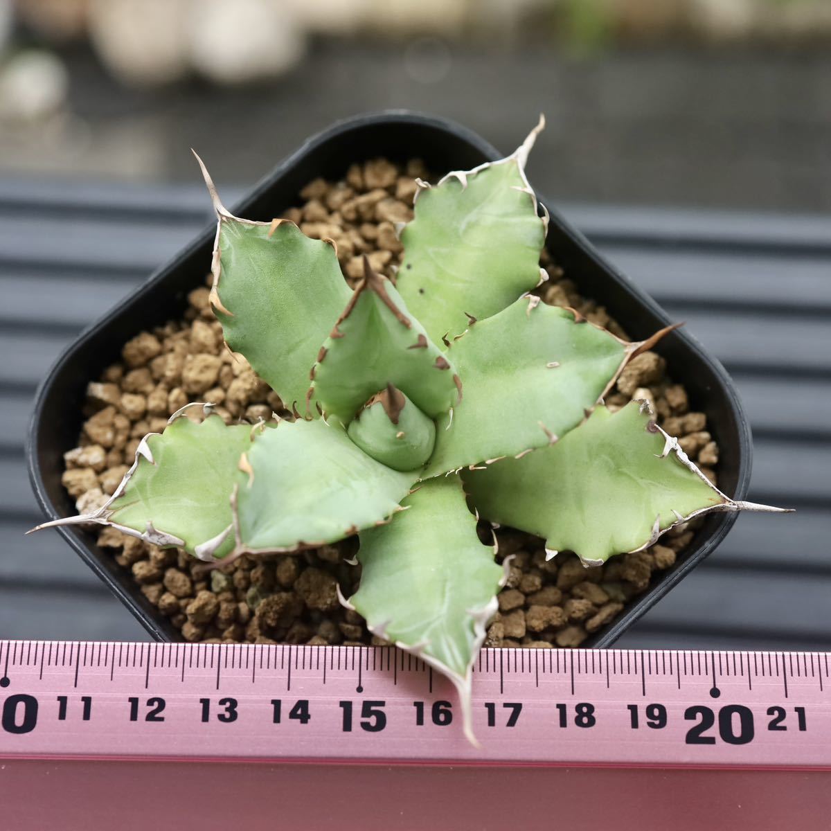 チタノタ アガベ 姫厳竜 titanota Agave | MARU plants 多肉植物