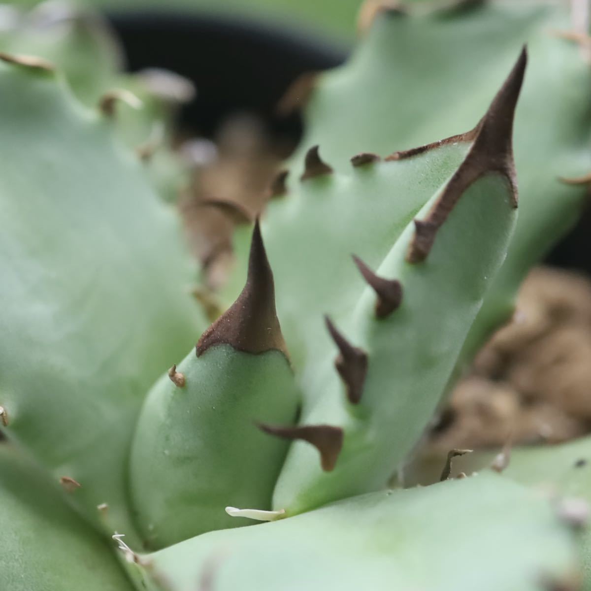 チタノタ アガベ 姫厳竜 titanota Agave | MARU plants 多肉植物