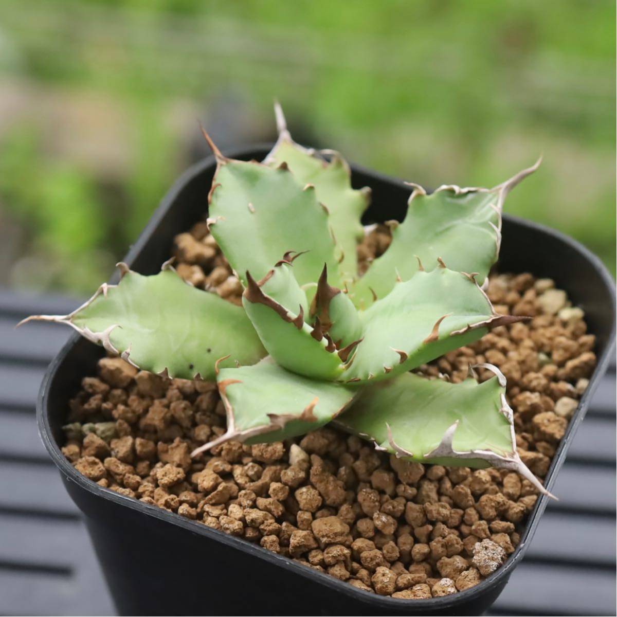 チタノタ アガベ 姫厳竜 titanota Agave | MARU plants 多肉植物