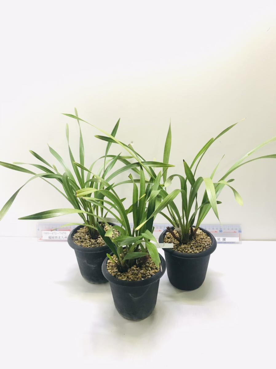 観葉植物 【3日間限定】キンリョウヘン 鉢植え 3株セット 開花中