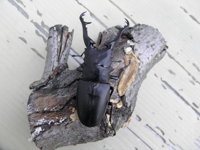 ギラファノコギリクワガタ　フロ－レス島　107ｍｍ前後 ♂単品