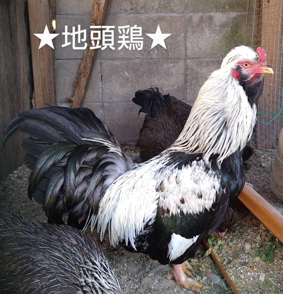 ★地頭鶏★(白笹、五色種)食用、孵化用有精卵 10個+割れ補償2個 合計 12個