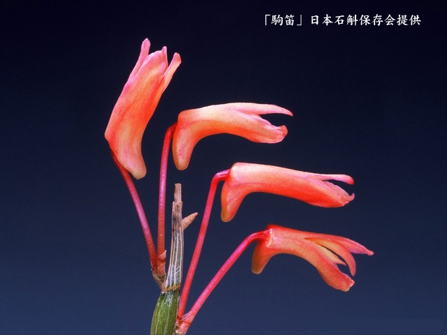 ♪山野草、セッコク、長生蘭 『駒笛』 ♪