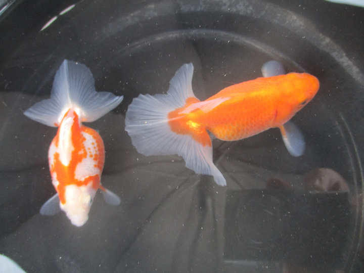 2歳魚土佐錦（箱入り娘）抱卵ペア