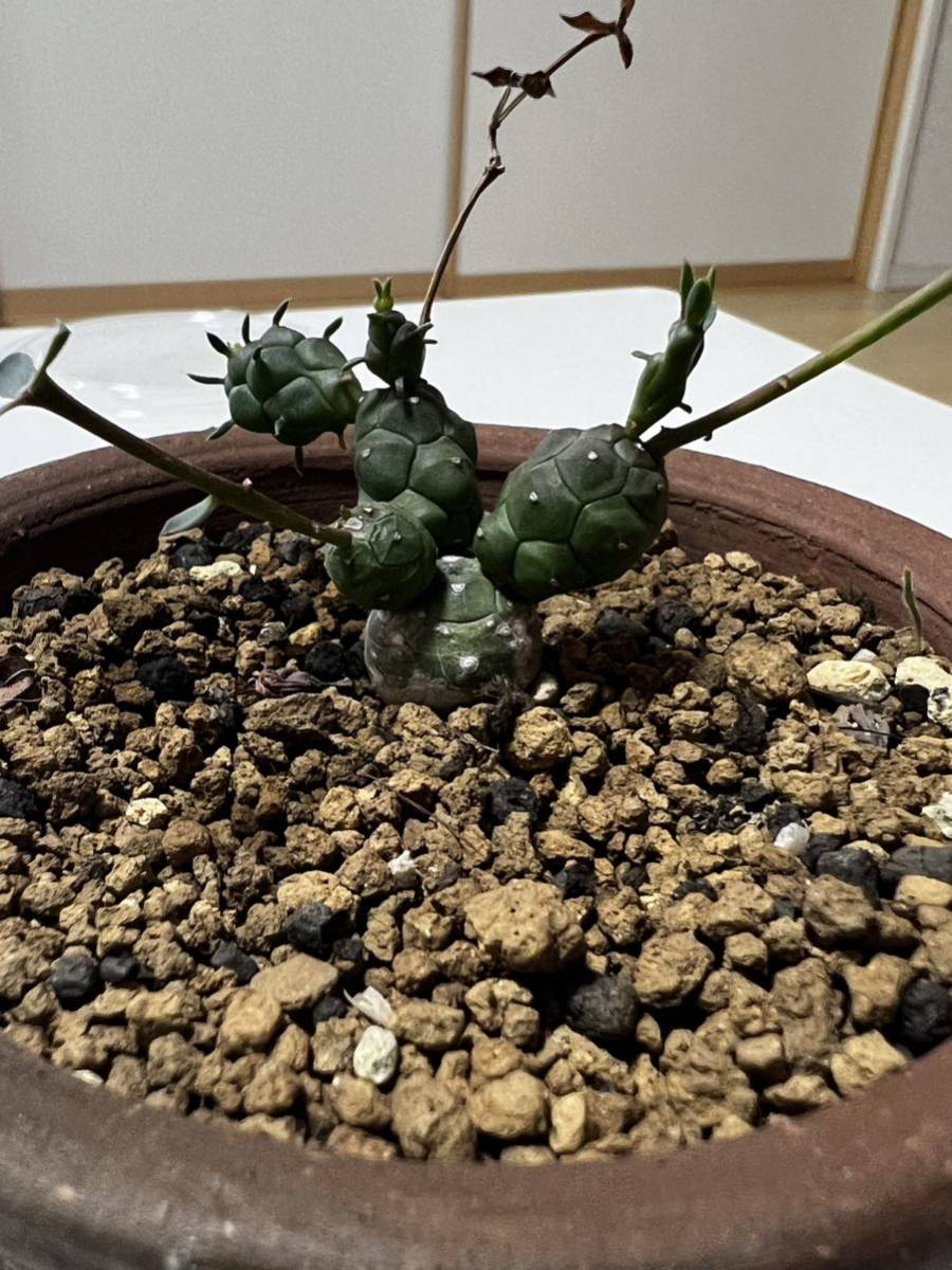 ユーフォルビア グロボーサ