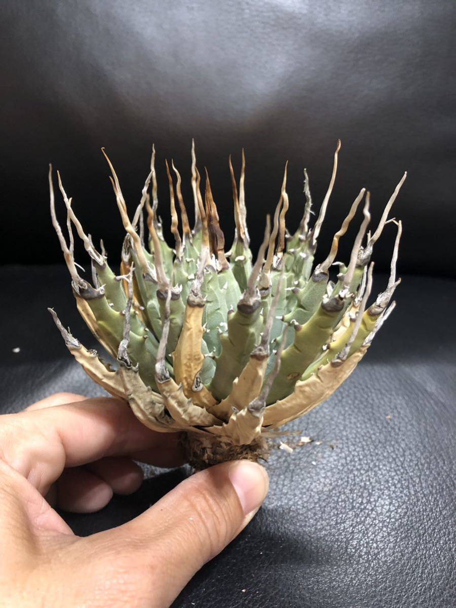 69 アガベ　ユタエンシス　エボリスピナ　美株