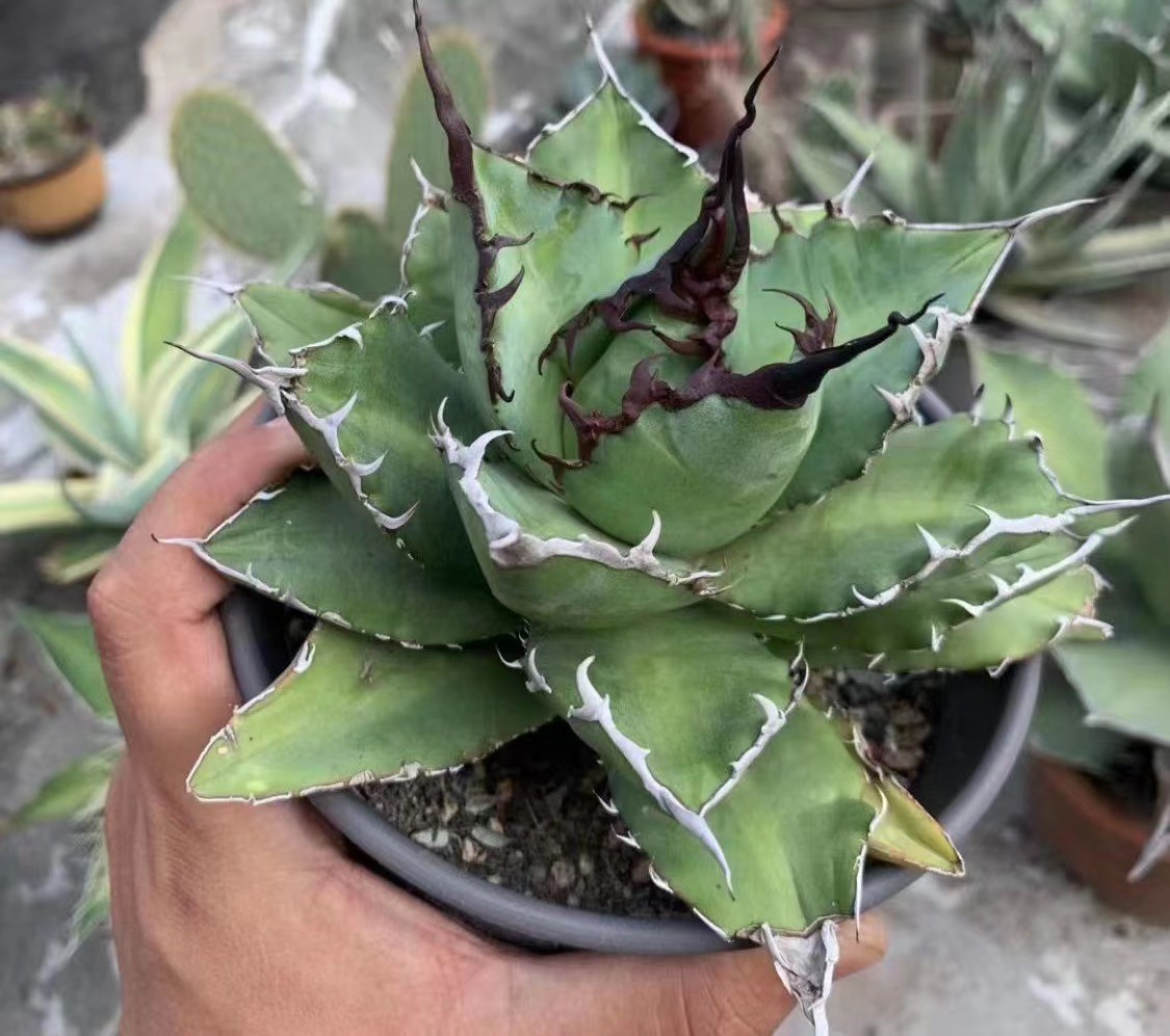 E30 超厳選 アガベ チタノタ 鬼の爪です 狂刺 濃黒棘 排棘 連棘 強白棘 陽炎狂刺 極美極上子株