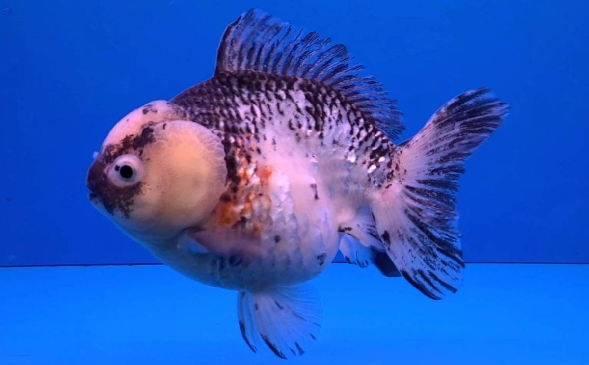 4/7/5/ ☆同梱可☆極上極美個体　白黒　ヤンボウ(元宝)　ショートテールオランダ　18 cm位