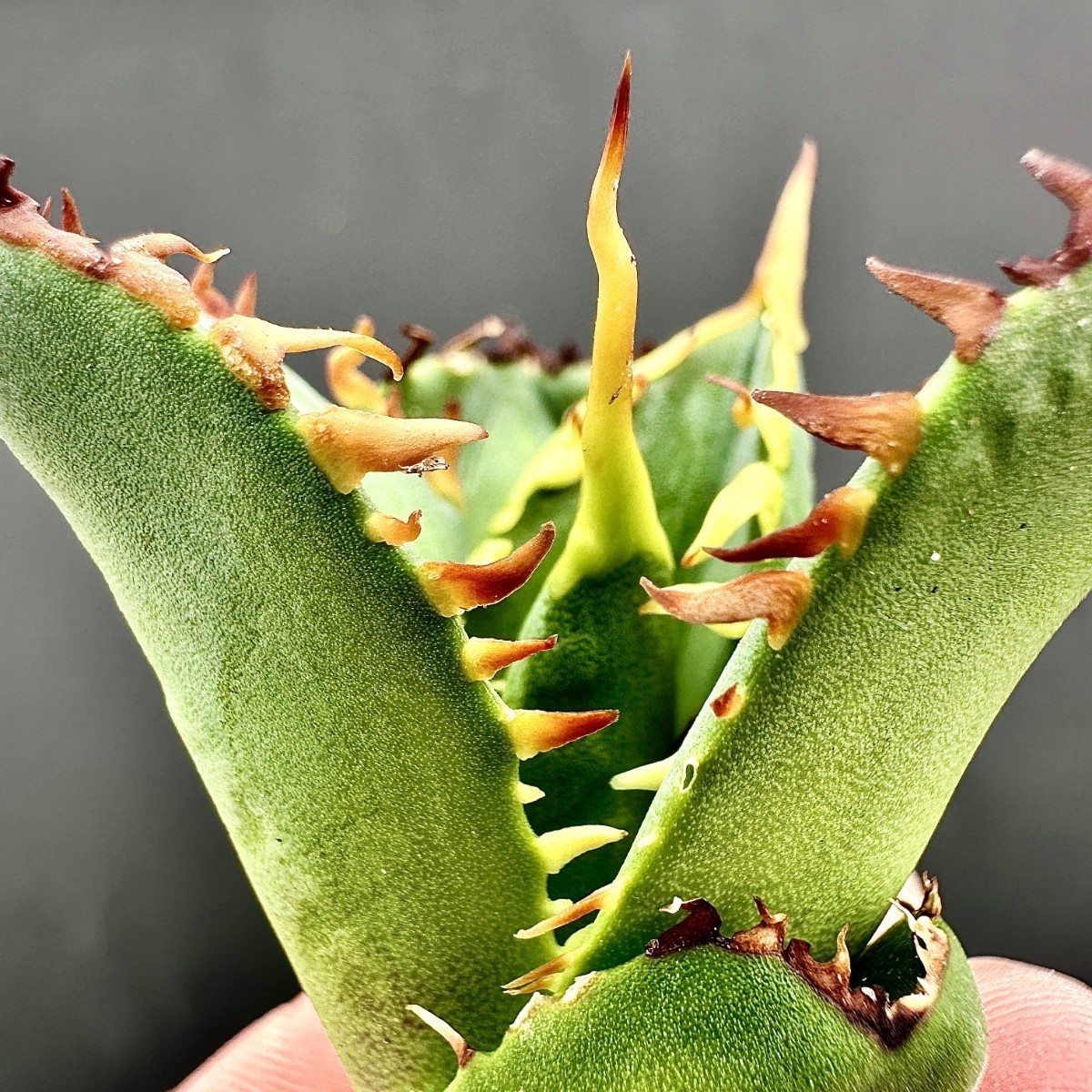 多肉植物 ルノーディーン 50苗 4-6CM | SIERRACULTURA.COM