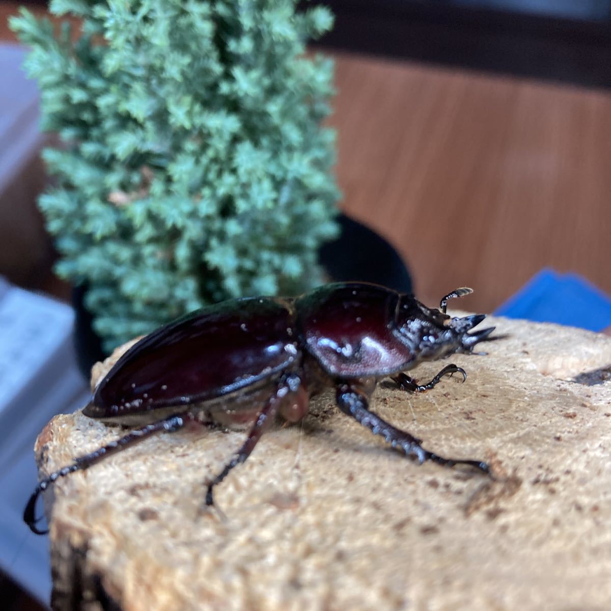 赤レギウスオオツヤクワガタ♀４４.5ミリ　羽化日2022.12.24 未後食　後食開始　『晴とパパの飼育日記』