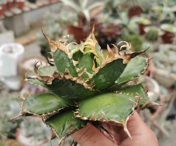 台湾産新種！超希少チタノタ】 アガベ チタノタ 紅獅 Agave titanota