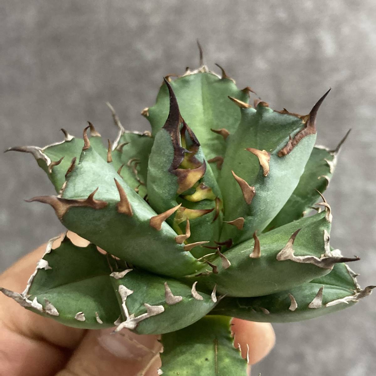 R403-66 特選 アガベ 多肉植物 チタノタ 姫厳竜 強棘 狂刺 短葉 厚葉 極上美株