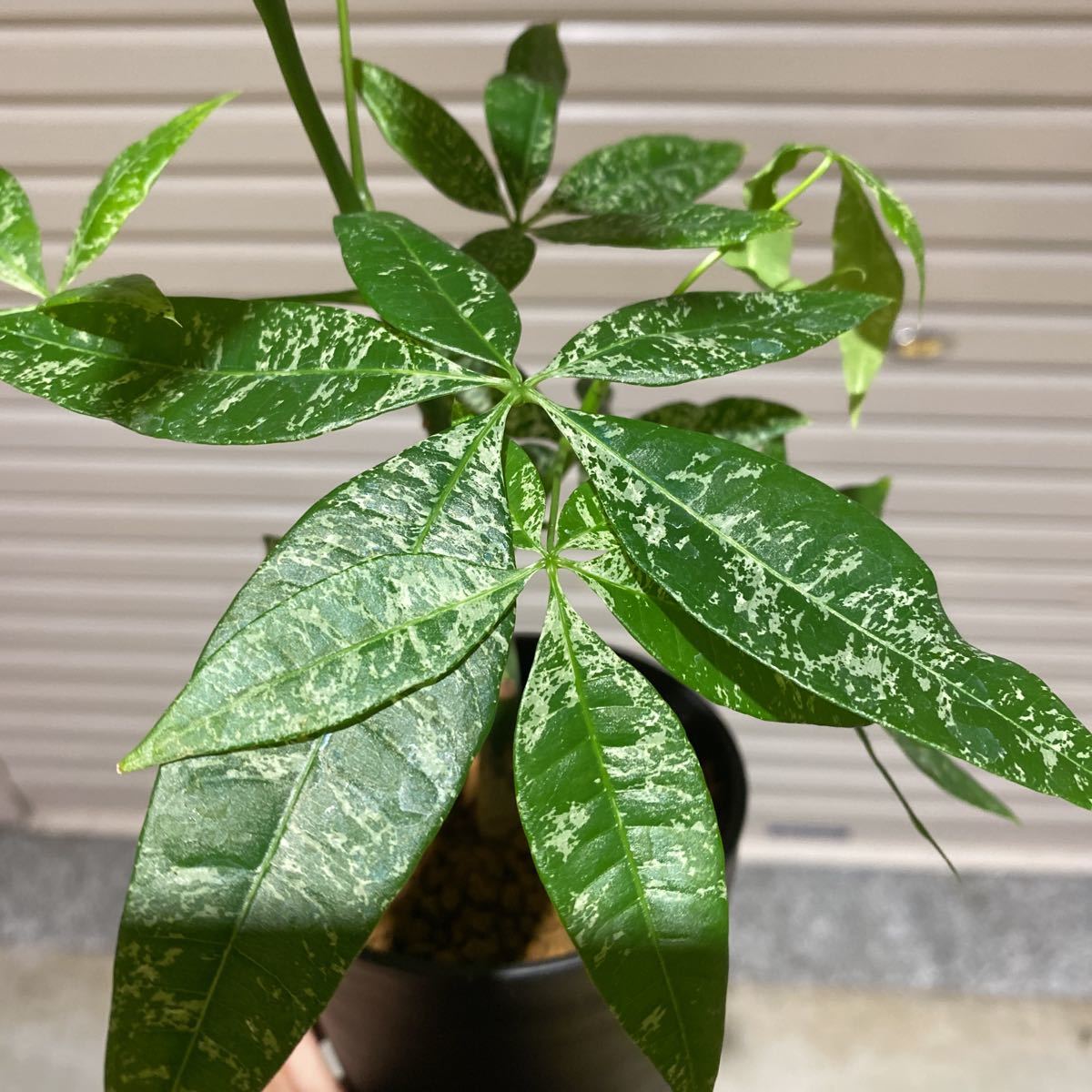 ② 実生 斑入りパキラ【Pachira glabra 