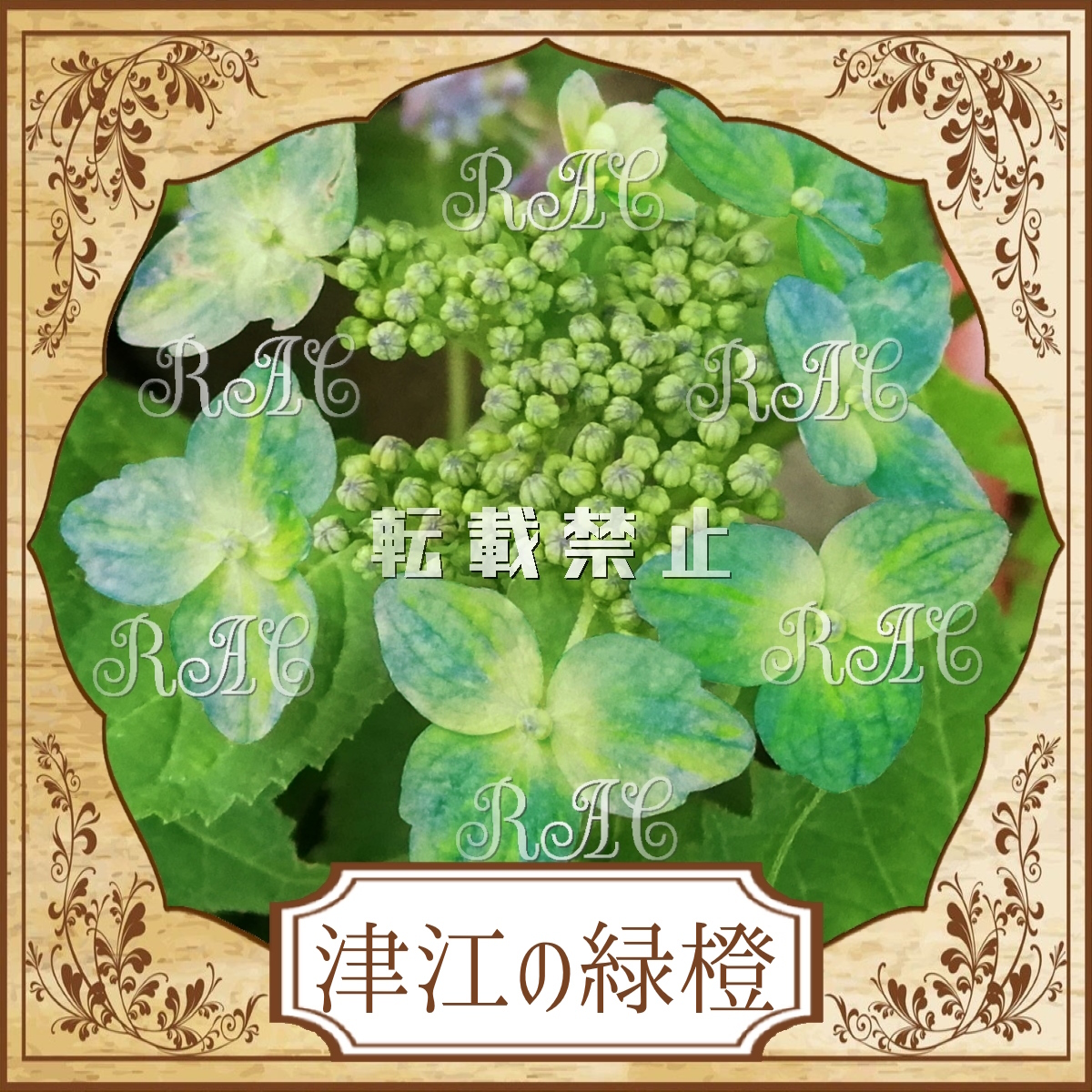 【津江の緑橙／10.5cmポット苗】山アジサイ 希少 珍種 美花 色々な色が混じりあう不思議な花色