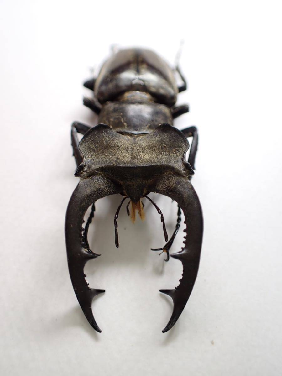 標本・展足済】 大型 コガシラクワガタ ♂78mm