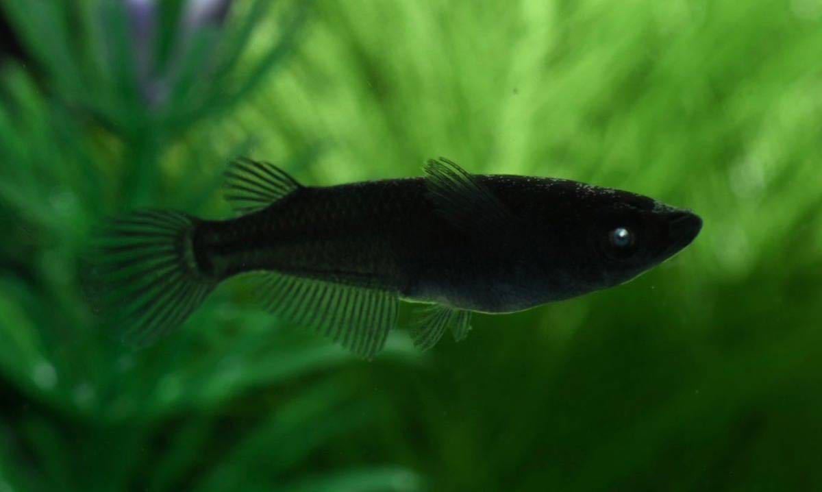 【俺のめだか倶楽部】極上！ブルーアイ　黑天幻龍　トリオ オス１　メス２　若魚 産卵可能サイズ　〜目の変化全て有り〜