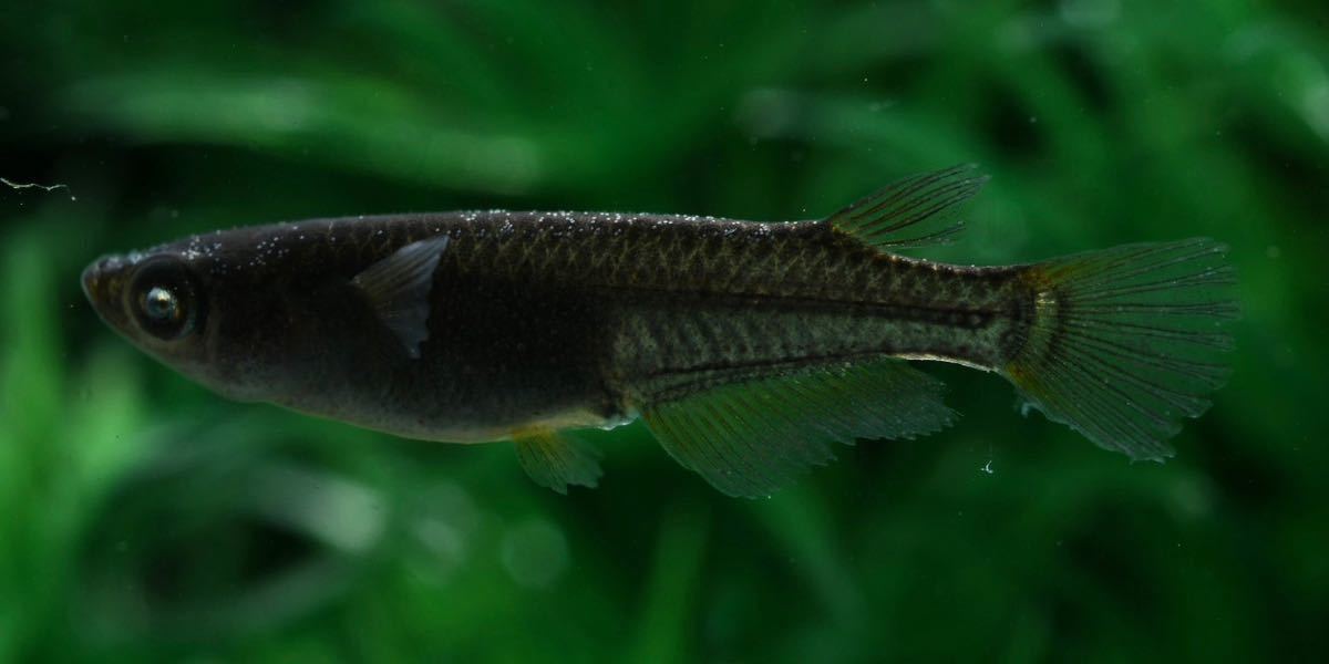 【俺のめだか倶楽部】極上！ブルーアイ　黑天幻龍　トリオ オス１　メス２　若魚 産卵可能サイズ　〜目の変化全て有り〜