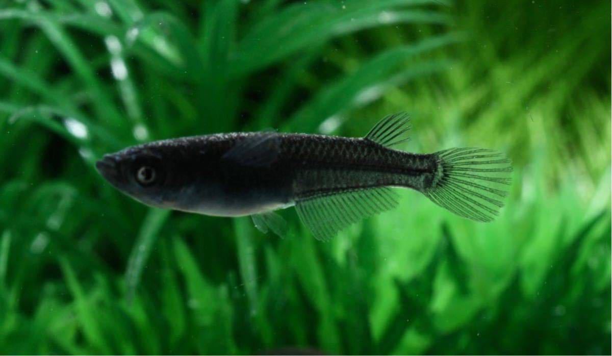 【俺のめだか倶楽部】極上！ブルーアイ　黑天幻龍　トリオ オス１　メス２　若魚 産卵可能サイズ　〜目の変化全て有り〜