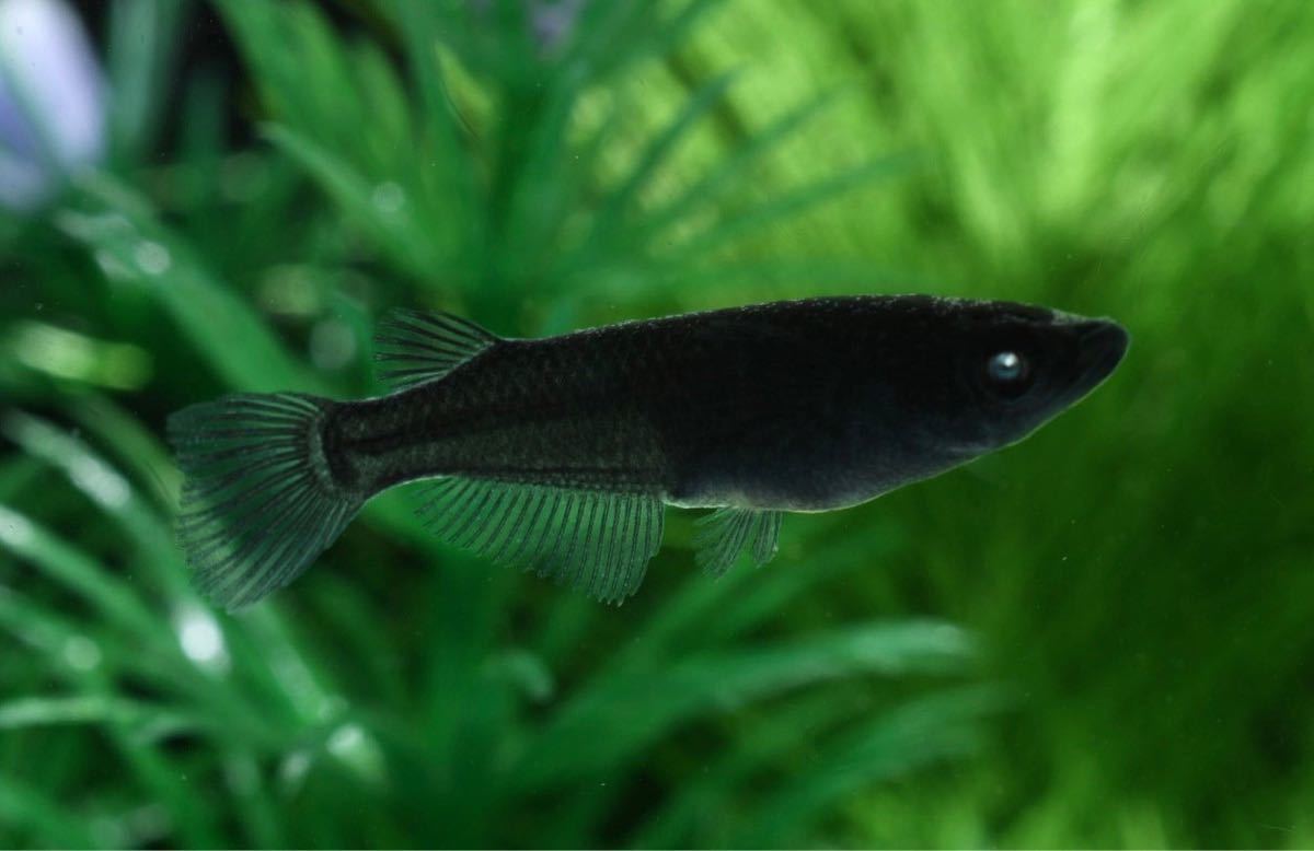 【俺のめだか倶楽部】極上！ブルーアイ　黑天幻龍　トリオ オス１　メス２　若魚 産卵可能サイズ　〜目の変化全て有り〜