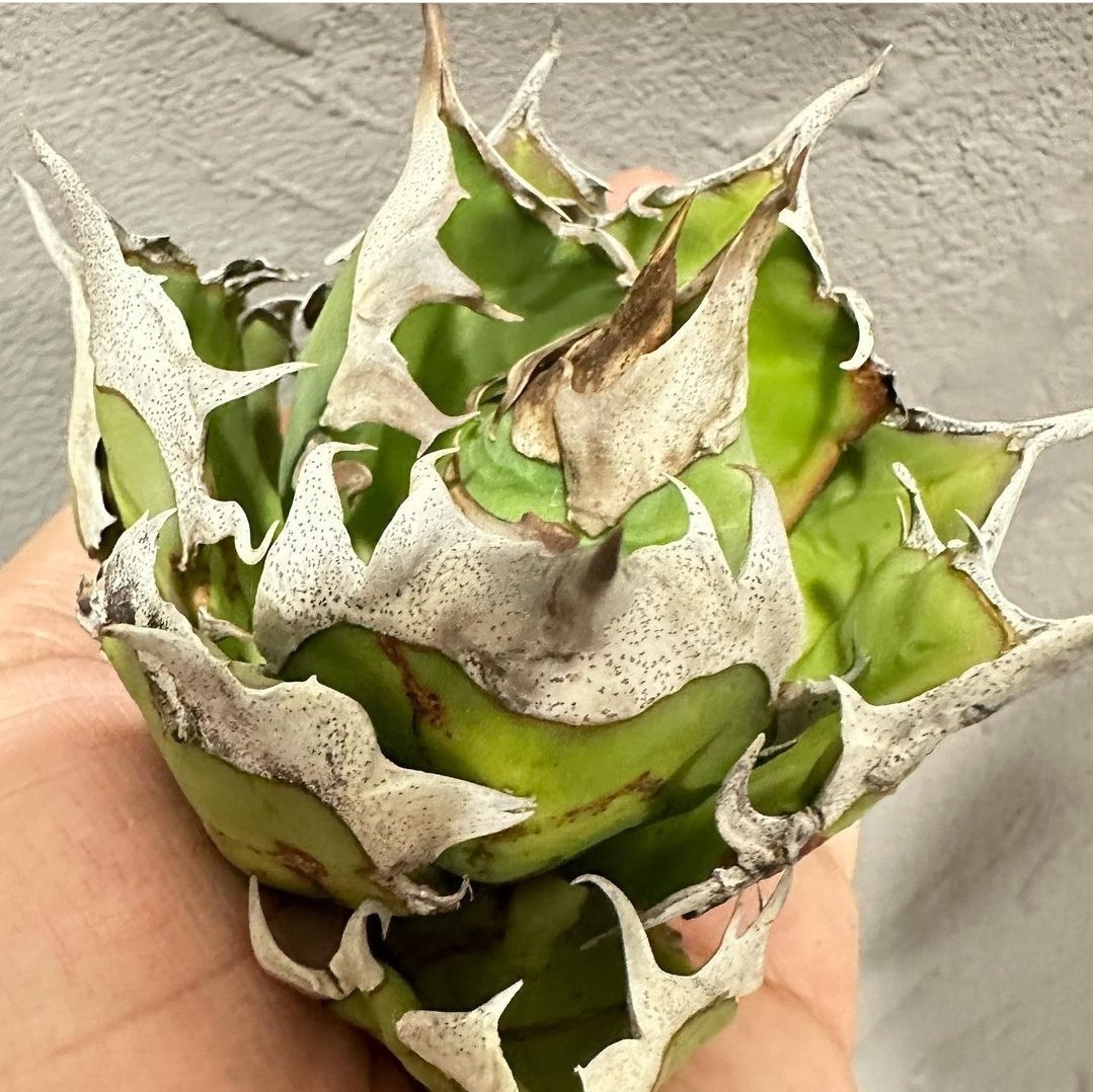 J417 アガベ チタノタ 地獄猫/シーザー 白鯨 フィリグリー スーパー