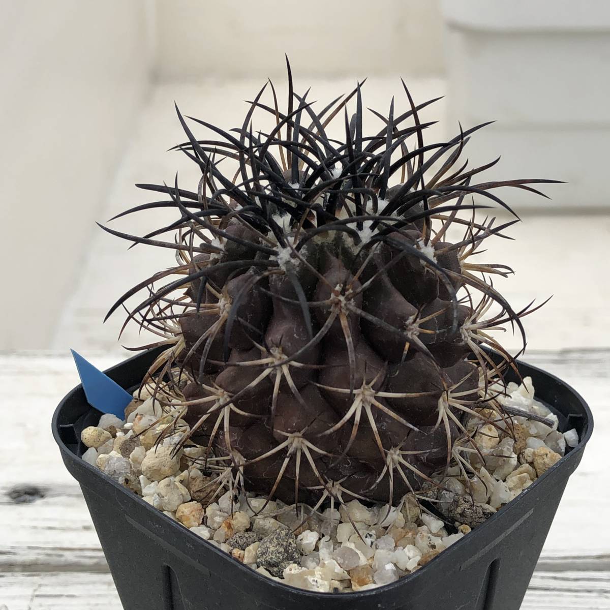 ③ コピアポア グリセオビオラセア Copiapoa griseoviolacea JN1971