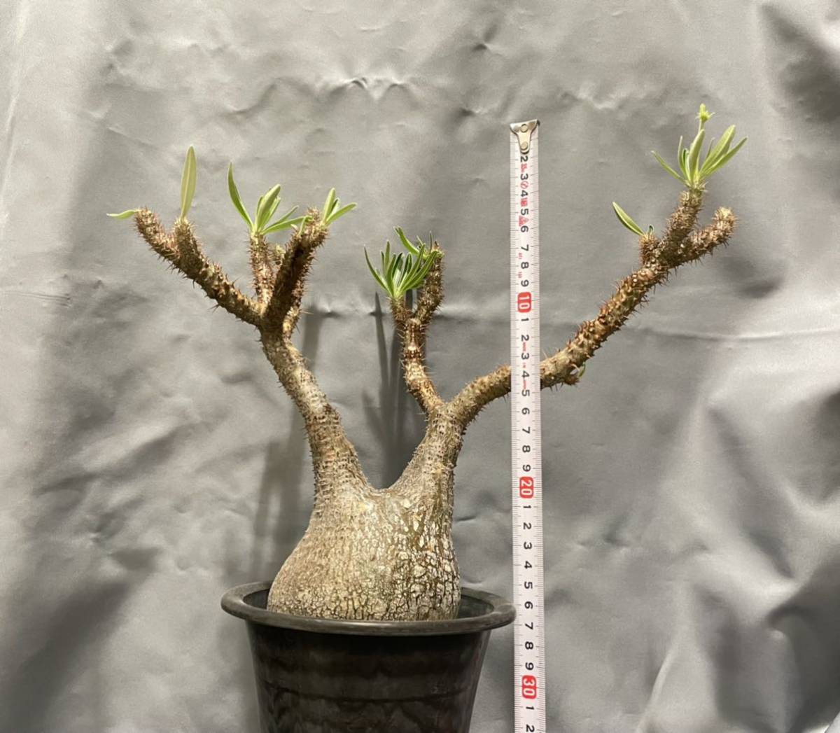 Pachypodium gracilius パキポディウム グラキリス 大サイズ 現地株 