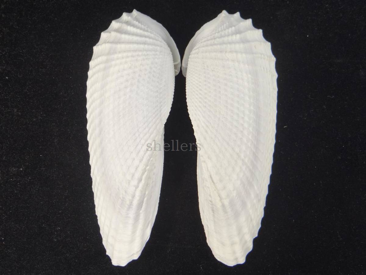 超特大)チマキボラ 貝殻 標本 110mm クダマキガイ科 - メルカリ