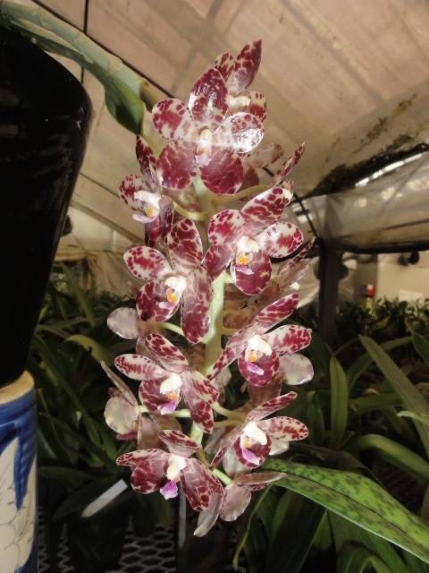 洋蘭 Phal gigantea