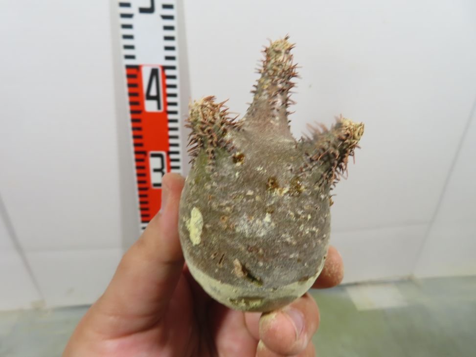 ム6313 「塊根植物」パキポディウム グラキリス SS 抜き苗【最新到着・マダガスカル・gracilius・根切り画像要確認】