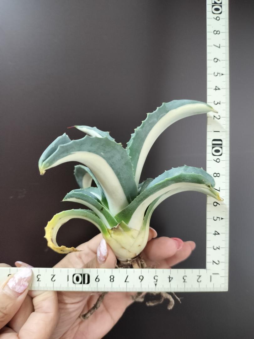 O08 アガベ 華厳 (アメリカーナの白中斑) 多肉植物 アガベ O08 アガベ 華厳 (アメリカーナの白中斑) 多肉植物 アガベ