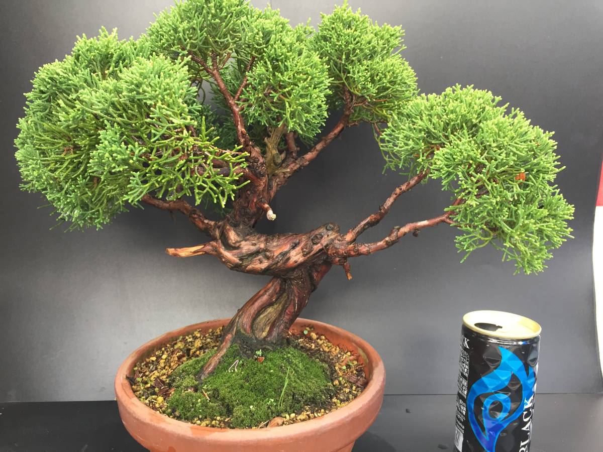 L7【糸魚川シンパク 30年生】☆高山植物☆山野草☆盆栽☆ 盆栽 本店