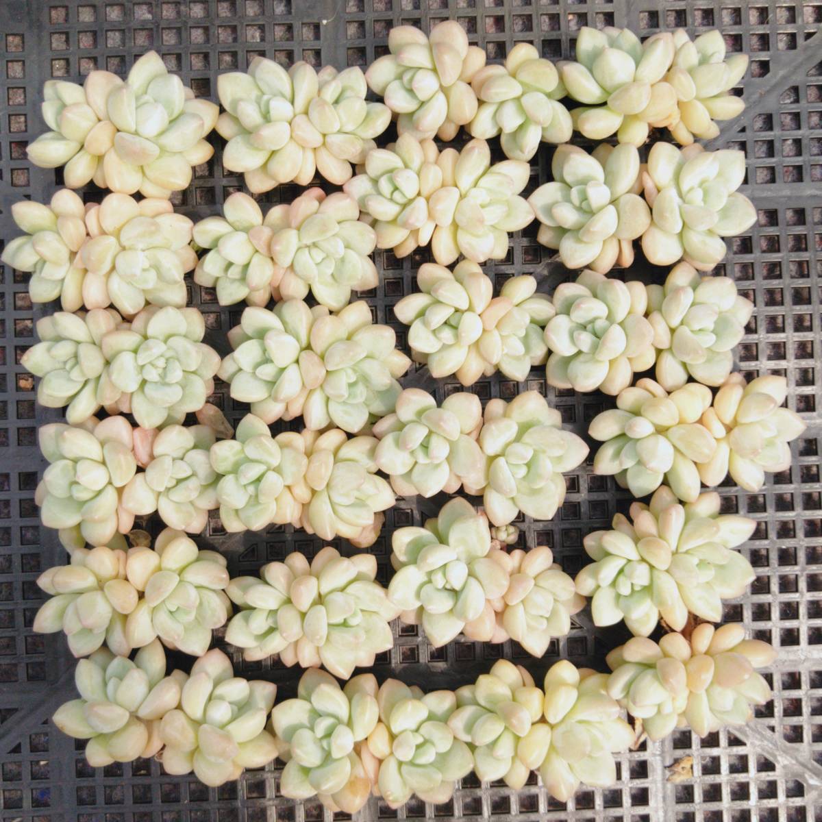 CO☆401 小疣姫牡丹 実生1鉢 アリオカルプス☆ サボテン 多肉植物