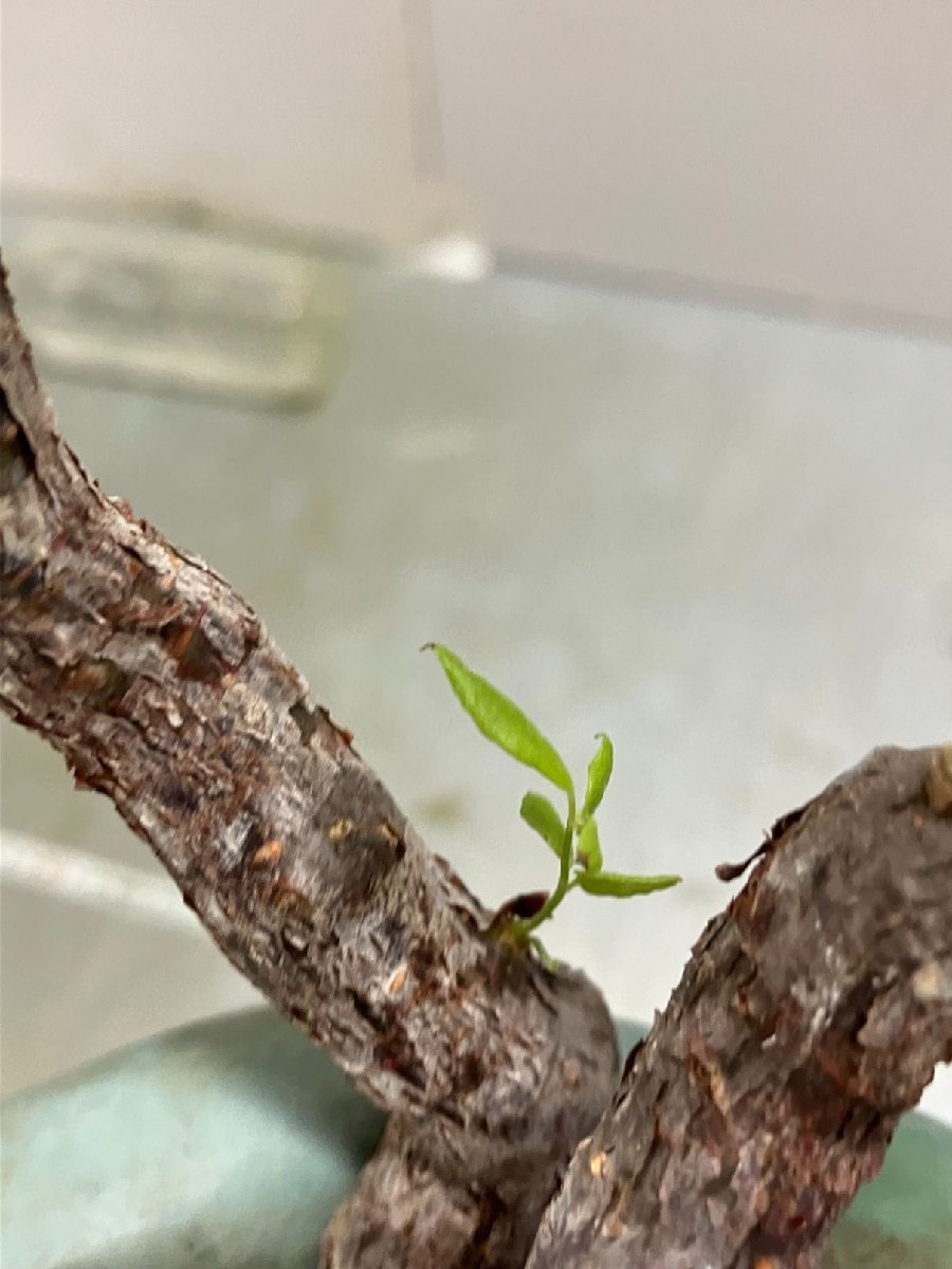 メ427 「塊根植物」コミフォラ　モンストローサ 抜き苗【4/24最新到着・Commiphora monstrosa・マダガスカル】